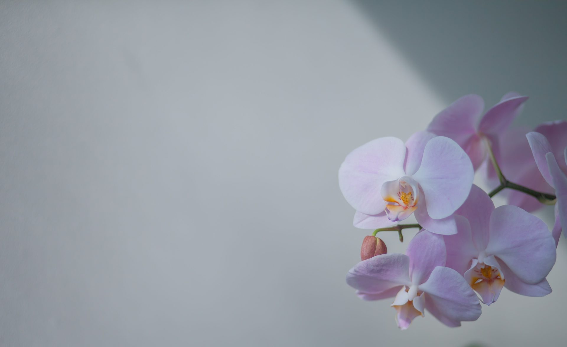 Close-up of delicate pink orchids with soft petals against a white wall backdrop.