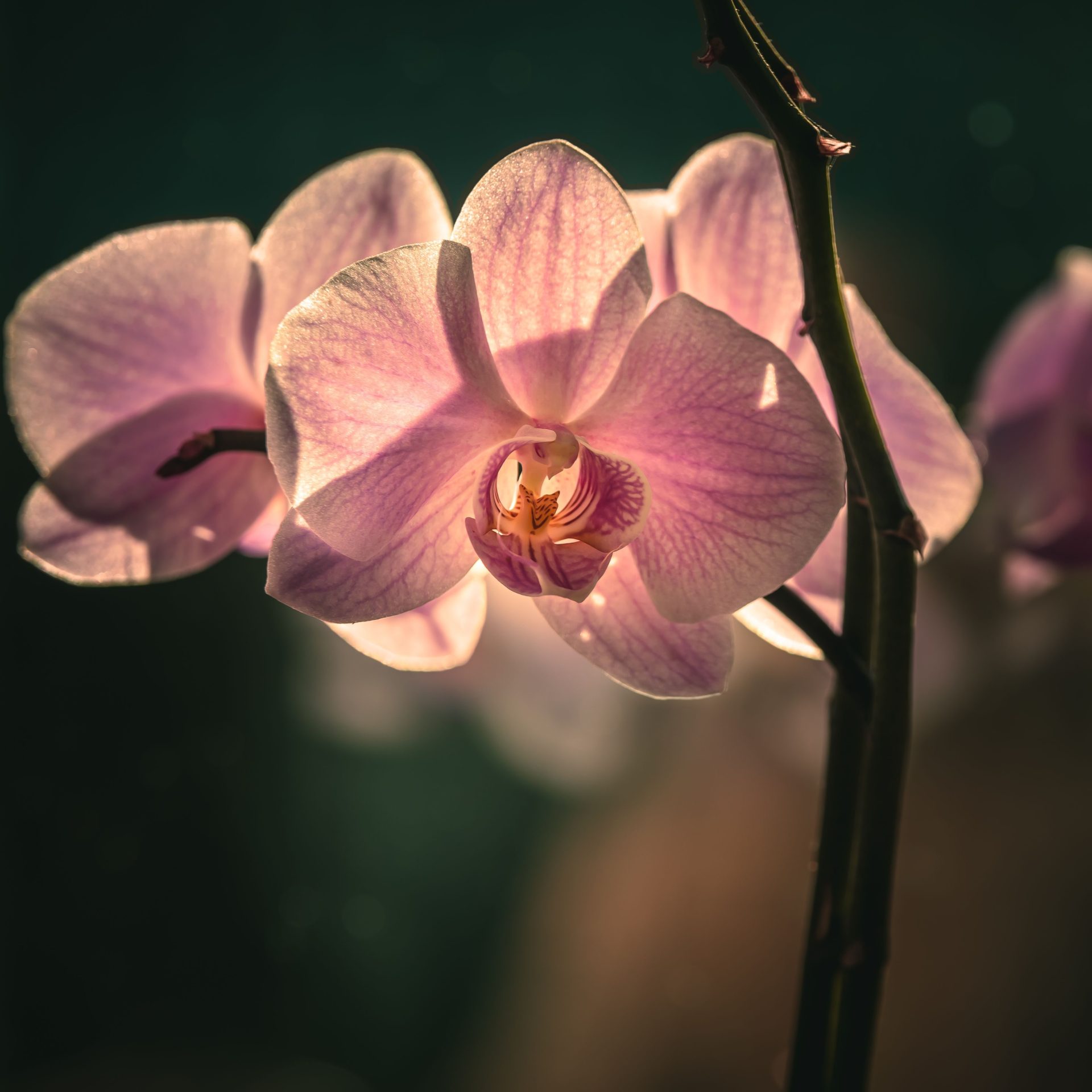 Close-up of delicate orchid flowers basking in gentle sunlight, showcasing their beauty.