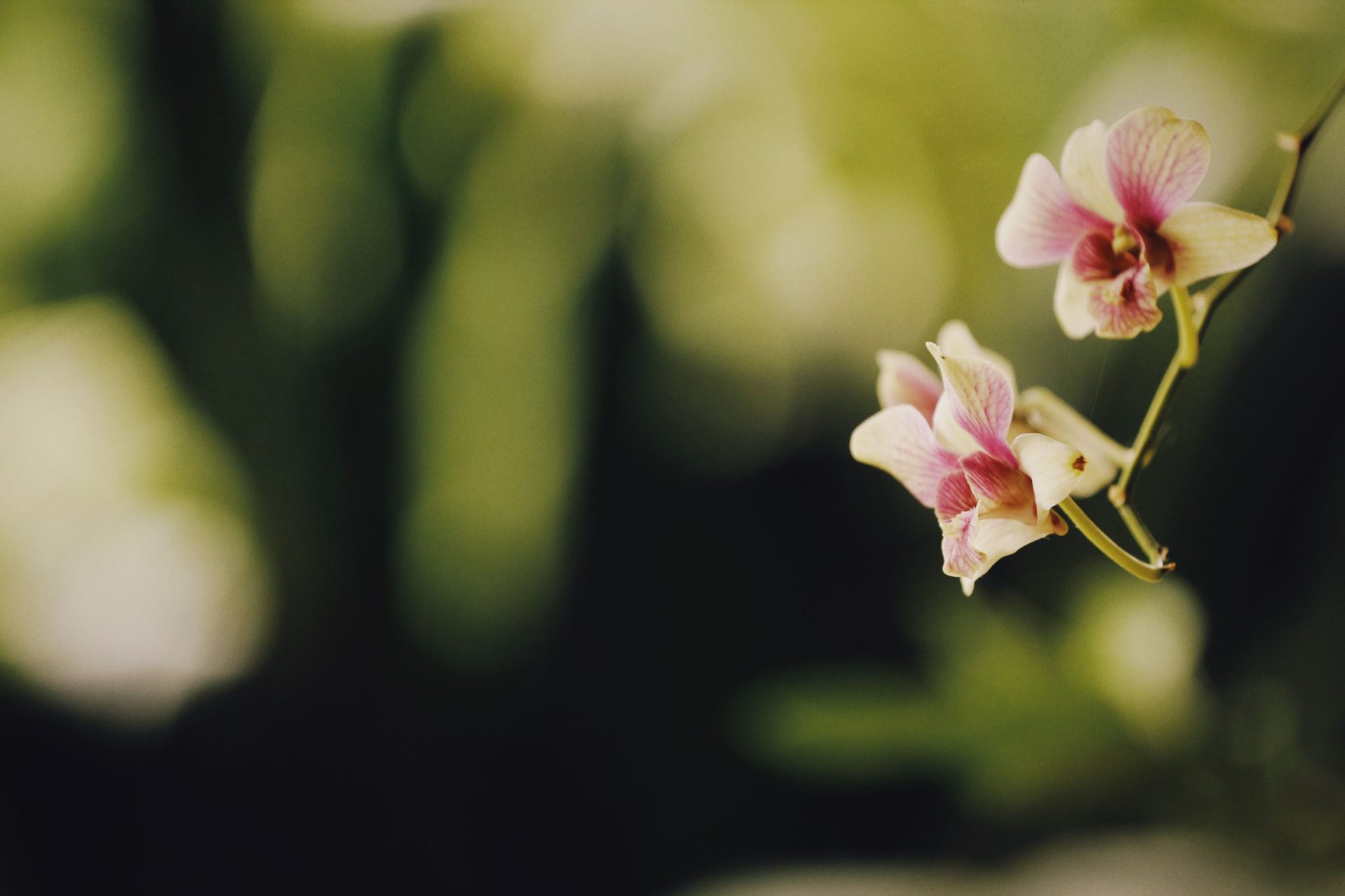 Beautiful close-up of delicate orchids with blurred background, capturing nature's elegance.