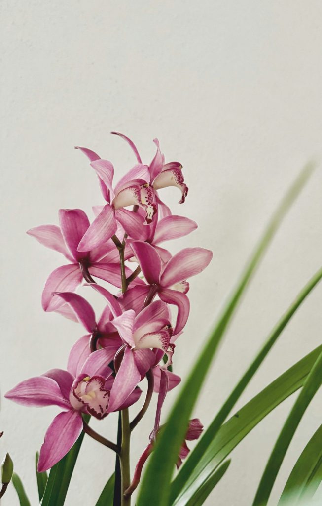 Pink orchids bloom gracefully against a white wall.